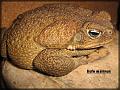 Bufo marinus (Rhinella marina)  Cane Toad02